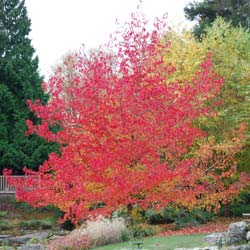 Copalme d'Amrique, Liquidambar